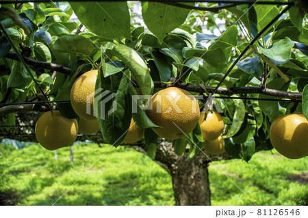 川崎市宮前区の梨園で取り入れを待つ多摩川梨 81126546