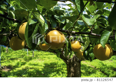 川崎市宮前区の梨園で取り入れを待つ多摩川梨 81126547