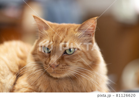 くつろぐ猫　茶トラ猫 81126620