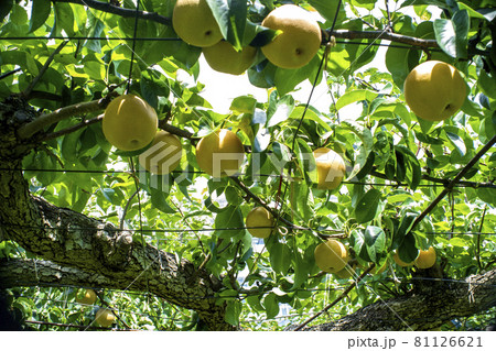 酷暑に耐えて取り入れを待つ夏の甘く水々しい味覚多摩川梨 81126621