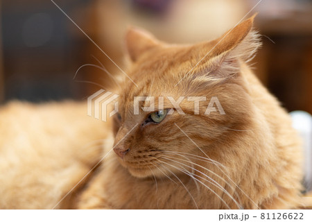 くつろぐ猫　茶トラ猫 81126622