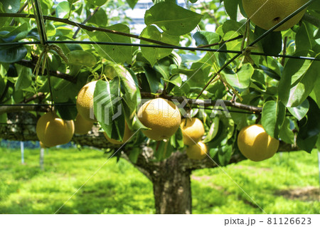 酷暑に耐えて取り入れを待つ夏の甘く水々しい味覚多摩川梨 酷暑に耐えて取り入れを待つ夏の甘く水々しい味覚多摩川梨 81126623