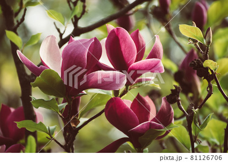 Magnolia spring flowers Magnolia spring flowers 81126706