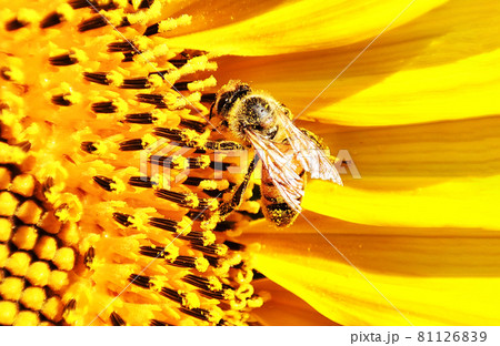 Honey bee covered pollen collect sunflower nectar on summer field Honey bee covered pollen collect sunflower nectar on summer field 81126839