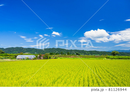 安曇野　夏の田園 81126944