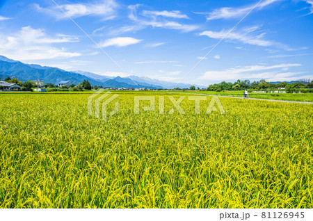 夏の田園風景 安曇野 夏の田園風景 安曇野 81126945