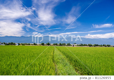 安曇野　夏の田園 81126955