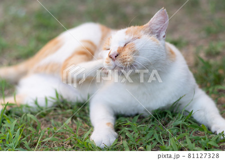 くつろぐ猫 茶白猫 くつろぐ猫 茶白猫 81127328