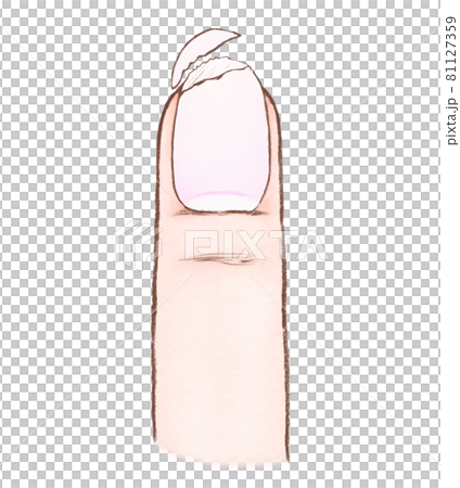 二枚爪と指のイラスト 81127359
