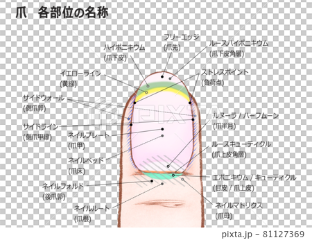 Nail illustration with the name of each part of the nail 81127369