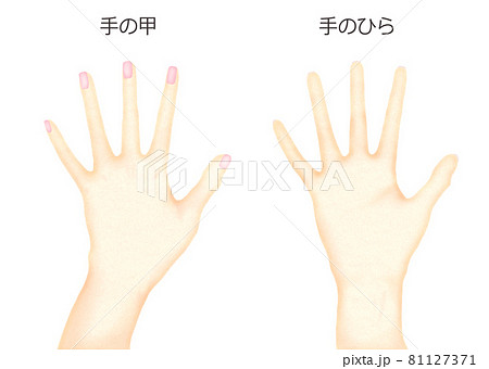 手の甲と手のひらのイラストのイラスト素材