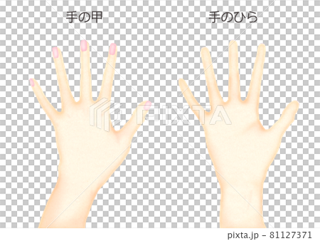 手の甲と手のひらのイラスト 手の甲と手のひらのイラスト 81127371