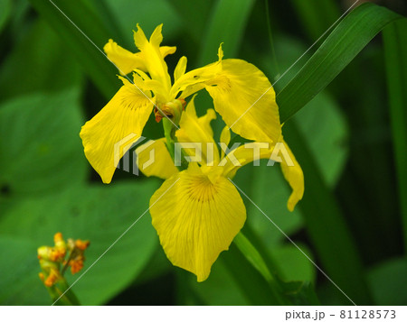 東京板橋区・赤塚植物園に咲くキショウブ 81128573