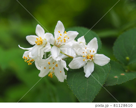 東京板橋区・赤塚植物園に咲くツクバネウツギ 81128610