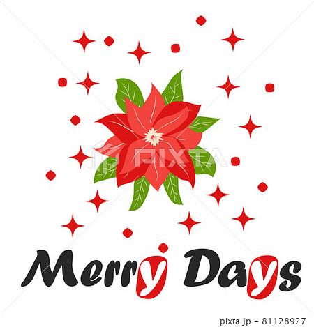 Traditional Christmas poinsettia flower with green leaves and red petals. Christmas flower 81128927