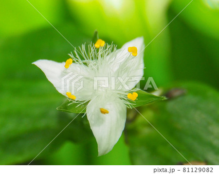 東京板橋区・赤塚植物園に咲くトキワツユクサ 東京板橋区・赤塚植物園に咲くトキワツユクサ 81129082