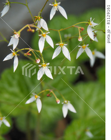 東京板橋区・赤塚植物園に咲くユキノシタ 東京板橋区・赤塚植物園に咲くユキノシタ 81129161
