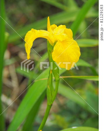 東京板橋区・赤塚植物園に咲くキショウブ 81129163
