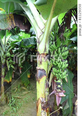 green colored banana tree firm for harvest and sell green colored banana tree firm for harvest and sell 81129350