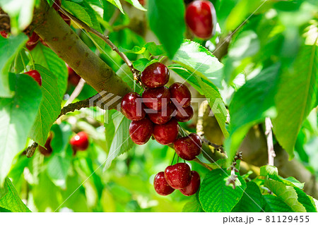 Red cherries growing on cherry tree 81129455
