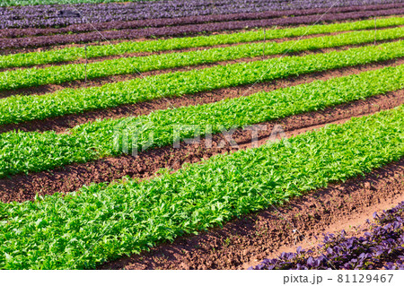 Rows of harvest of arugula on farm field 81129467