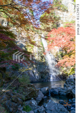 晩秋の紅葉 晩秋の紅葉 81129673