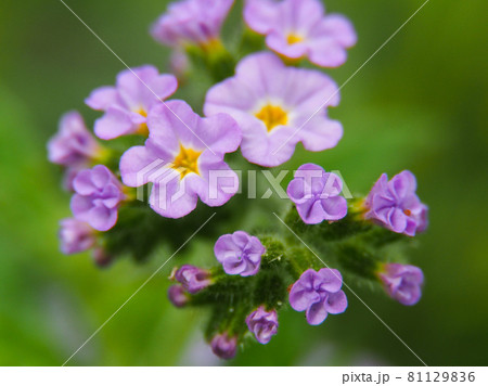 荒川河川敷に咲くキダチルリソウ 81129836