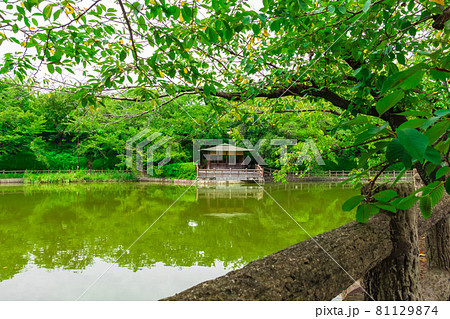 亀城公園、刈谷市の桜の名所〈愛知県刈谷市〉 81129874