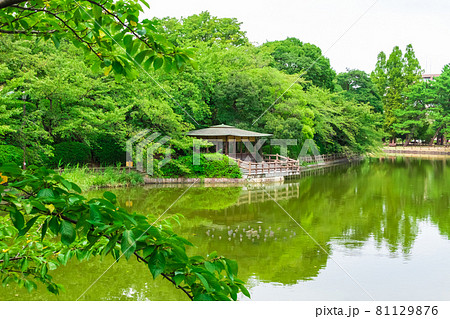 亀城公園、刈谷市の桜の名所〈愛知県刈谷市〉 亀城公園、刈谷市の桜の名所〈愛知県刈谷市〉 81129876
