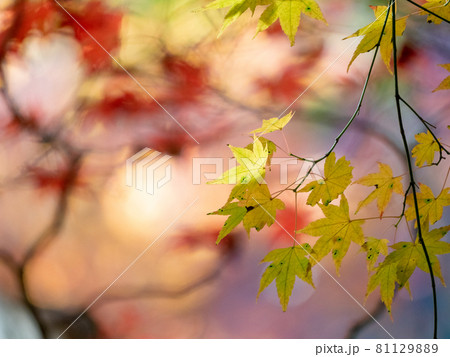 晩秋の紅葉 81129889