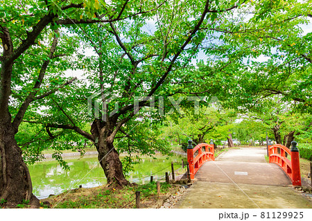 亀城公園、刈谷市の桜の名所〈愛知県刈谷市〉 亀城公園、刈谷市の桜の名所〈愛知県刈谷市〉 81129925