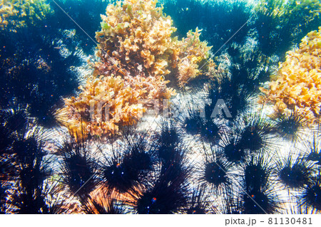 Underwater coral reef, sea urchin landscape 81130481