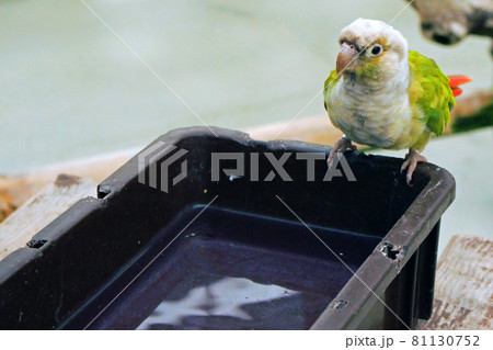 水を飲むホオミドリウロコインコ　左向き 81130752