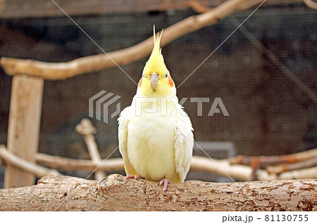 木で休むオカメインコ　正面 81130755