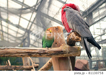 寝るモモイロインコと左を向くコザクラインコ 寝るモモイロインコと左を向くコザクラインコ 81130758