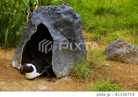 岩陰で休息するケープペンギン 81130759