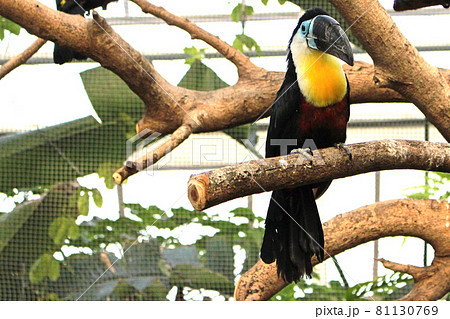 木の上でのんびりするヒムネオオハシ　右向き 81130769