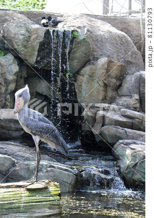 水辺で佇むハシビロコウ 左下向き 水辺で佇むハシビロコウ 左下向き 81130793