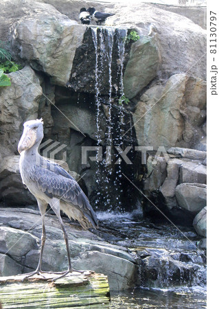 水辺で佇むハシビロコウ　左向き 81130797