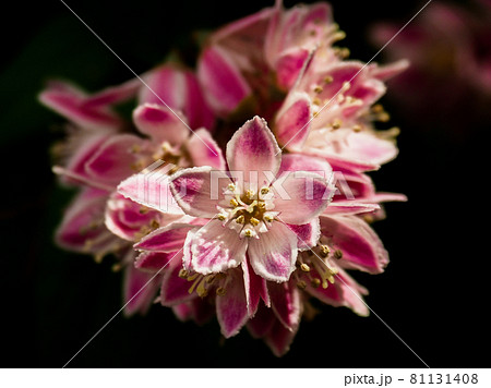 東京板橋の公園に咲くサラサウツギ 東京板橋の公園に咲くサラサウツギ 81131408