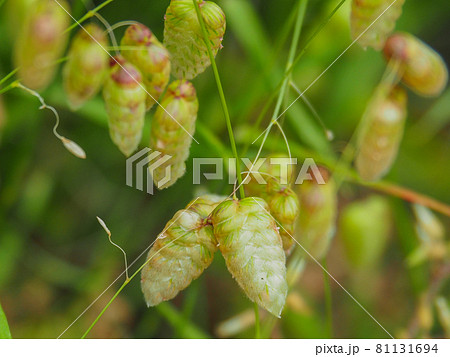 東京板橋の住宅街に咲くコバンソウ 東京板橋の住宅街に咲くコバンソウ 81131694