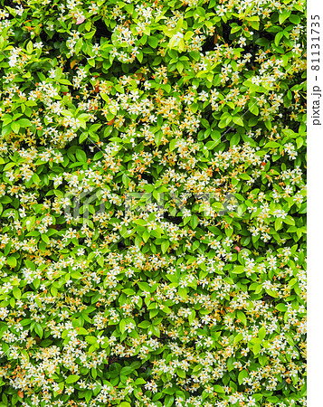 東京板橋の住宅街に咲くテイカカズラ 81131735