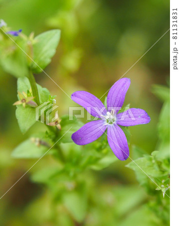 東京板橋の住宅街に咲くキキョウソウ 東京板橋の住宅街に咲くキキョウソウ 81131831