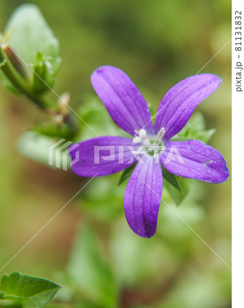 東京板橋の住宅街に咲くキキョウソウ 東京板橋の住宅街に咲くキキョウソウ 81131832