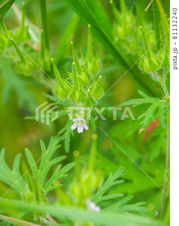 荒川河川敷に咲くアメリカフウロ 荒川河川敷に咲くアメリカフウロ 81132240