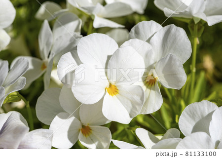 White Horned violet - Latin name - Viola cornuta White Horned violet - Latin name - Viola cornuta 81133100