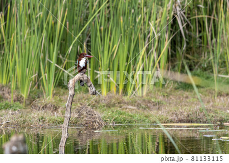 A kingfisher sits on a branch among the greenery on Lake Wildlife concept. A kingfisher sits on a branch among the greenery on Lake Wildlife concept. 81133115