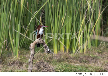 A kingfisher sits on a branch among the greenery on Lake Wildlife concept. 81133117