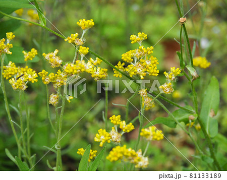東京板橋・西台緑地に咲くハハコグサ 東京板橋・西台緑地に咲くハハコグサ 81133189