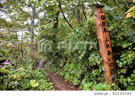 世界自然遺産 白神山地 ブナの森 世界自然遺産 白神山地 ブナの森 81133193